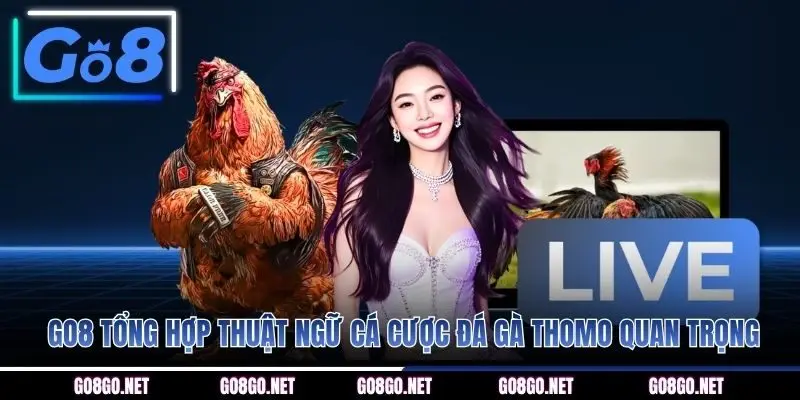 GO8 tổng hợp thuật ngữ cá cược đá gà Thomo quan trọng